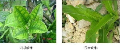 作物最常見的12種缺素癥 區(qū)分與防治全解析
