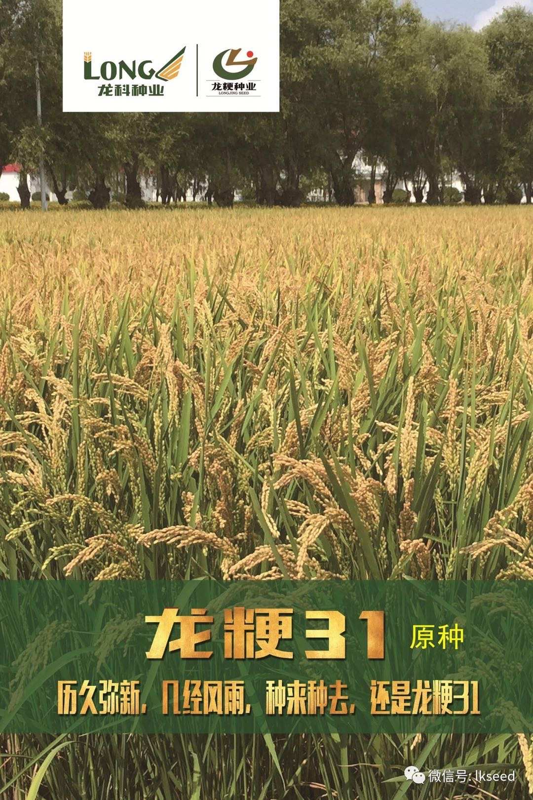 龍粳31號(hào)水稻種子 高產(chǎn)優(yōu)質(zhì)育種的黃金之選